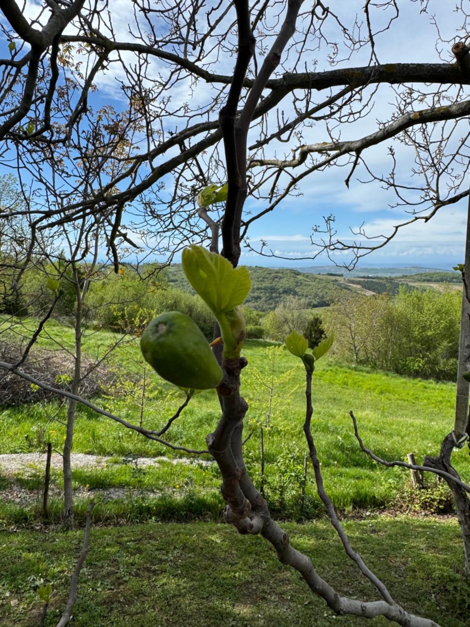 Glamping Green Istria Tiny Houses Truške Exteriör bild